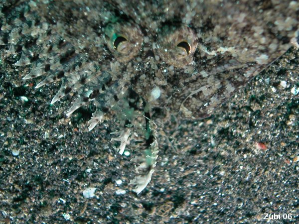 detail of first dorasal spine modified into a fishing lure - Asterorhombus fijiensis - Detail des zu einer Angel umgewandelten Flossenstrahls