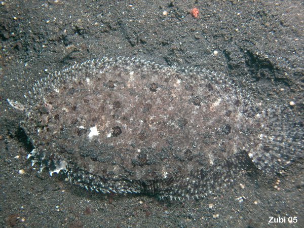 Angler Flatfish - Asterorhombus fijiensis - Angler-Butt