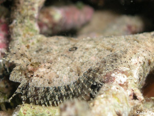 Juvenile Flounder - Asterorhombus sp - Jungtier Butt