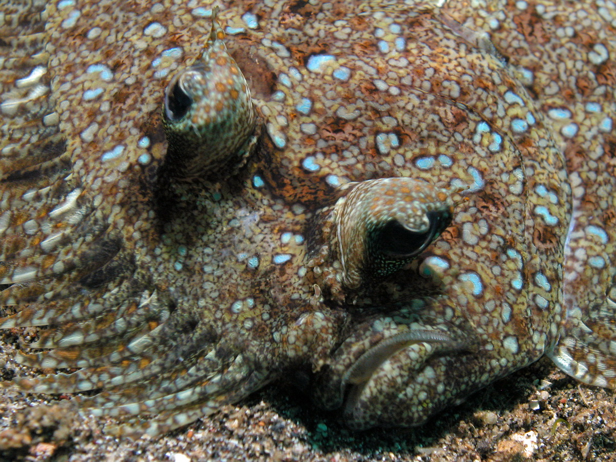 Leopard Flounder - <em>Bothus pantherinus</em> - Panther-Butt