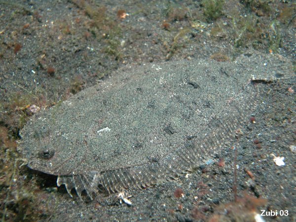 Largescale Flounder - Engyprosopon grandisquama - Gross-Schuppen Butt