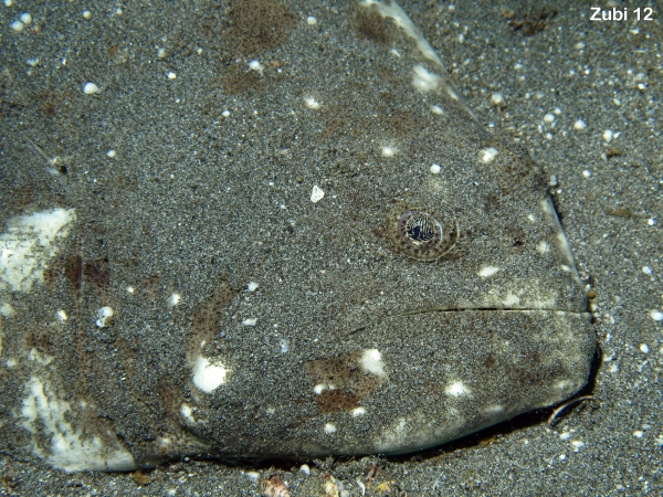 Cockatoo Flounder - <em>Samaris cristatus</em> - Kakadu-Flunder