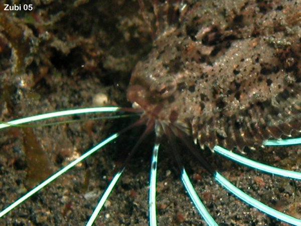 Details of the spines close to the mouth which appear when threatened - <em>Samaris cristatus</em> - Details der Flossenstrahlen, die bei Gefahr beim Maul hervorstehen