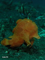 Giant frogfish - <em>Antennarius commerson</em> (commersonii) - Riesen Anglerfisch
