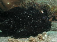 Striped or hairy frogfish - <em>Antennarius striatus</em> - Gestreifter Anglerfisch