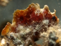 New Guinea frogfish - Antennarius dorehensis - Zwerg Anglerfisch