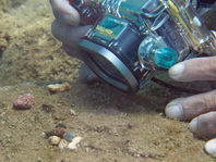 Tuberculated Frogfish (Bandfin Frogfish) - <em>Antennatus tuberosus</em> - Tuberkel Anglerfisch (Schwanzstreifen Anglerfisch)
