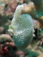 Cryptic Frogfish / Rodless Frogfish - <em>Histiophryne cryptacanthus</em> - Verborgener Anglerfisch