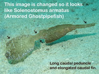 Armored Harlequin Ghostpipefish - Solenostomus armatus