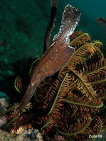 Robust Ghostpipefish - <em>Solenostomus cyanopterus</em> - Robuster Geisterpfeifenfisch 