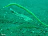 Robust Ghostpipefish - <em>Solenostomus cyanopterus</em> - Robuster Geisterpfeifenfisch 