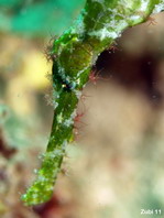 Halimeda Ghostpipefish - <em>Solenostomus halimeda</em> - Halimeda Geisterpfeifenfisch 