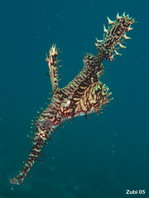 Harlequin (Ornate) Ghostpipefish - Solenostomus paradoxus - Harlekin Geisterpfeifenfisch (Geisterfetzenfisch)