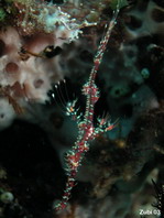Juvenile Harlequin (Ornate) Ghostpipefish - <em>Solenostomus paradoxus</em> - Jungtier Harlekin Geisterpfeifenfisch (Geisterfetzenfisch)
