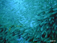 Largespined Glassfish (Estuarine Glass Perchlet) - Ambassis macracanthus - Glasfisch