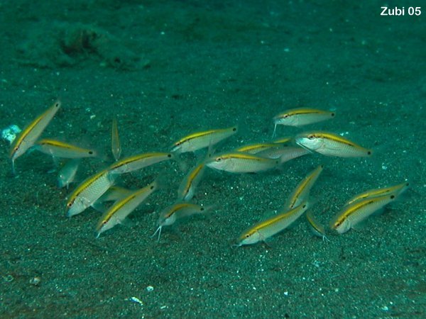 Dash-and-Dot-Goatfish - Parupeneus barberinus - Strich-Punkt-Meerbarbe