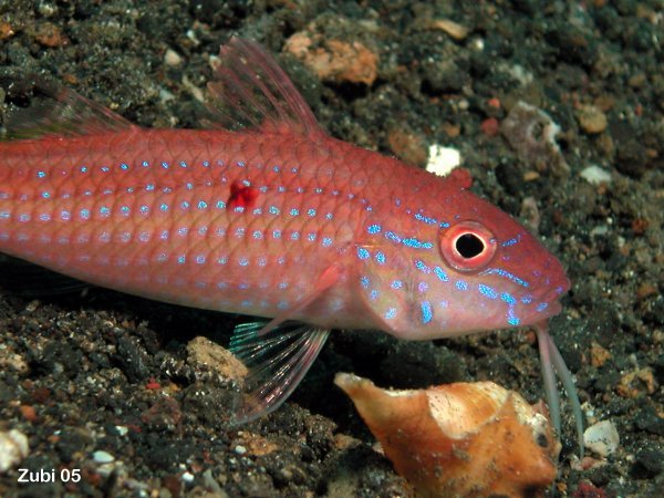 Redspot Goatfish - Parupeneus heptacanthus - Rottupfen Meerbarbe