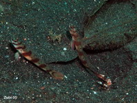 Slantbar Shrimpgoby - Amblyeleotris diagonalis - Diagonal-Wächtergrundel
