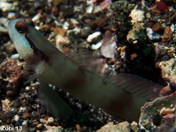 Nakedhead Shrimpgoby - Amblyeleotris gymnocephala - Wächtergrundel