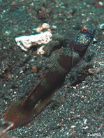 Wide-barred Shrimpgoby - Amblyeleotris latifasciata - Metallic Wächtergrundel