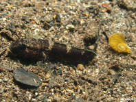Barred Shrimpgoby - Cryptocentrus fasciatus - Sattel oder Schwarze Wächtergrundel