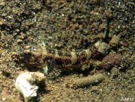 Shrimpgoby - Cyptocentrus sp - Wächtergrundel 