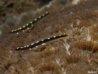 Striped Pygmygoby - Eviota sebreei - Gestreifte Zwerggrundel