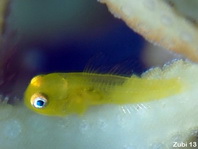Needlespine Coralgoby - Gobiodon acicularis - Nadelstachel Korallengrundel