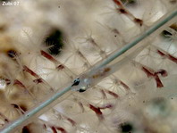 Eye-bar Coral-Goby - Lubulogobius morrigu - Zwerggrundel auf Seefeder