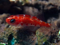 Red-Spotted Dwarfgoby - Trimma rubromaculatus - Riffgrundel