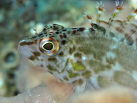Coral hawkfish (Pixy hawkfish) - Cirrhitichthys oxycephalus - Gefleckter Korallenwächter