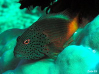 Freckled Hawkfish - <em>Paracirrhites forsteri</em> - Gestreifter Korallenwächter