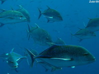 Mackerels in deep water - Caranx - Makrelen in der Tiefe