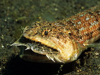 Blackblotch Lizardfish - Synodus jaculum - Schwanzfleck-Eidechsenfisch