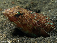 Blackblotch Lizardfish - Synodus jaculum - Schwanzfleck-Eidechsenfisch