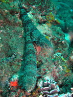 Reef Lizardfish - <em>Synodus variegatus</em> - Riff-Eidechsenfisch