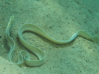 White-Margin Moray Eel - Gymnothorax albimarginatus - Muräne