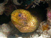 Yellow-Margined Moray Eel- Gymnothorax flavimarginatus - Russkopf-Muräne