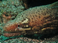 Barred-fin Moray Eel - Gymnothorax zonipectis - Weissfleck-Muräne