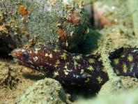Freckleface reef-eel - Uropterygius xanthopterus - Sommersprossen Muräne