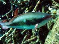 Rainbow Parrotfish - Scarus forsteni - Regenbogen-Papageifisch