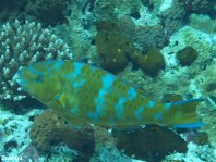 Bluebarred Parrotfish - Scarus ghobban - Blauband-Papageifisch