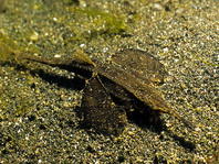 Short Dragonfish (Dragon Sea Moth, Pegasus) - <em>Europegasus draconis</em> - Kleiner Flügeldrache (Kleines Flügelross)
