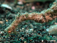 Shortpouch Pygmy Pipehorse - <em>Acentronura tentaculata</em> (Acentronura breviperula) - Kurztaschen-Zwerg-Nadelpferdchen