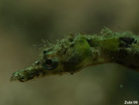 Minute Pipefish - <em>Apterygocampus epinnulatus</em> - Winzige Seenadel