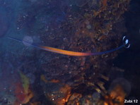 Janss pipefish - Doryrhamphus janssi - Janss Seenadel