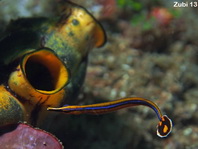 Honshu Pipefish hunting inside a seasquirt - <em>Doryrhamphus japonicus</em> - Honshu-Seenadel jagt etwas im Innern einer Seescheide