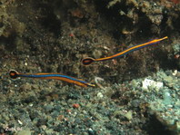 Honshu Pipefish - <em>Doryrhamphus japonicus</em> - Honshu-Seenadel