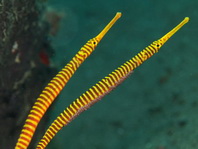Many-banded pipefish, one with eggs - <em>Doryrhamphus pessuliferu</em>s - Gelbband Seenadel, eine davon mit Eiern
