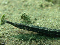 Foxy Pipefish - Phoxocampus tetrophthalmus - Rumpfband Seenadel